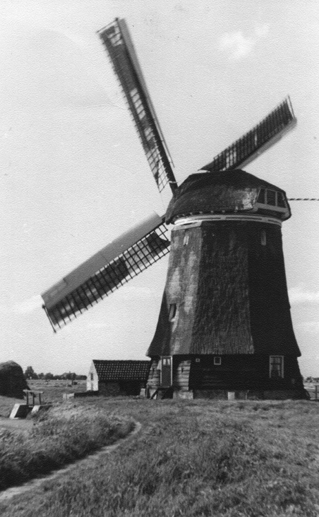 Nieuw Leven, , De molen in 1950. Foto ingezonden door Arie Hoek. | Database Nederlandse molens
