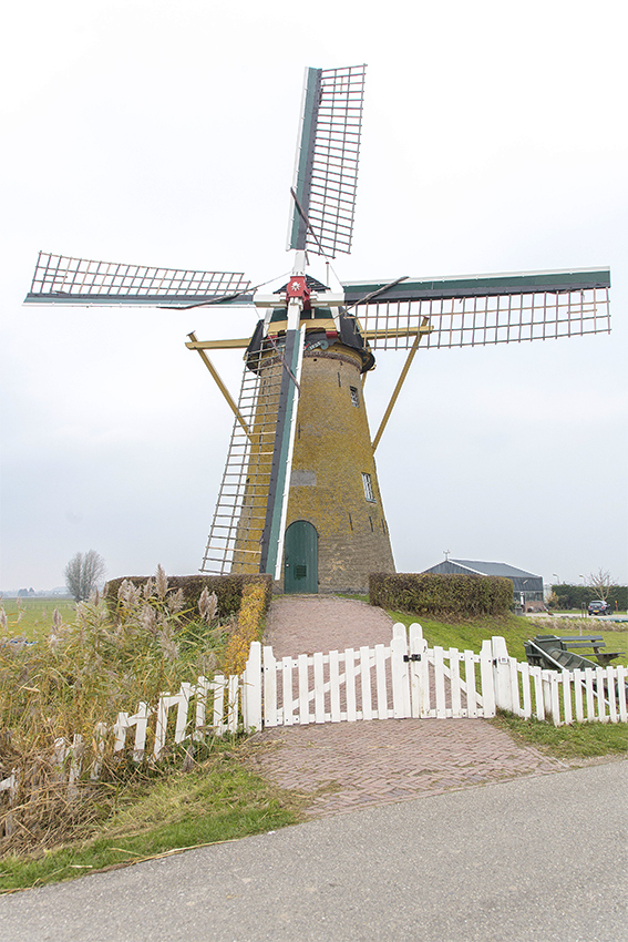 Kersenboom verplaatsen